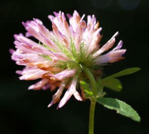 Wiesen Klee Kraut Bl Te Rot Trifolium Pratense Galerie Album Bilder Fotos