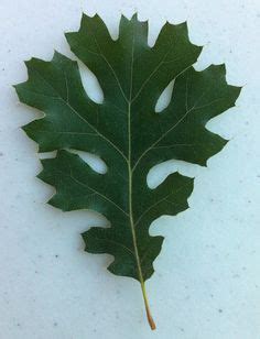 1000+ images about Oak Tree Types on Pinterest | Oak leaves, Red oak ...