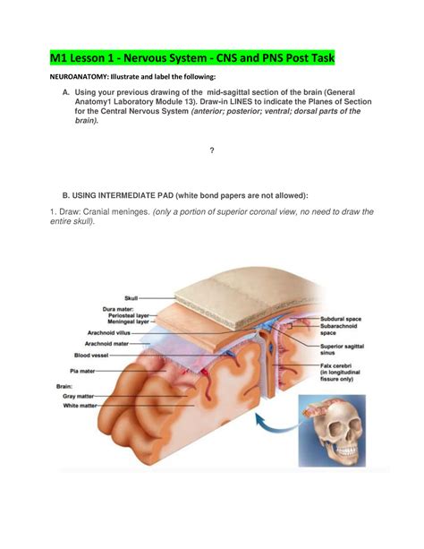 LAB Drawings M1 Study Guide Compilation M1 Lesson 1 Nervous