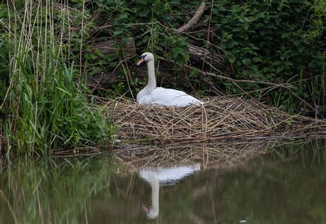 Swan Nest Lake - Free photo on Pixabay - Pixabay