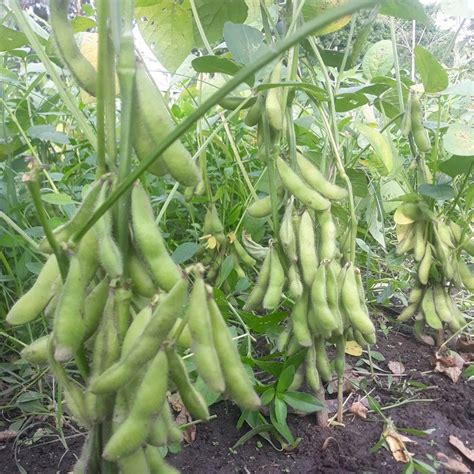 Jual 25 biji benih tanaman kacang kedelai lokal super | Shopee Indonesia