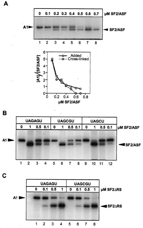 SF2 ASF And HnRNP A1 Compete For Binding To Pre MRNA A Cross Linking