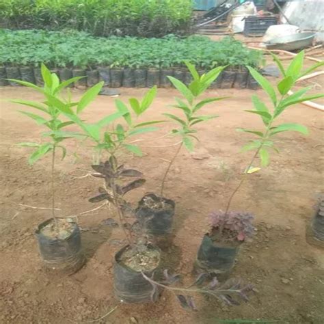 Full Sun Exposure Well Drained Sandalwood Plant For Medicinal At Rs