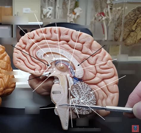 Human Brain Diagram Quizlet