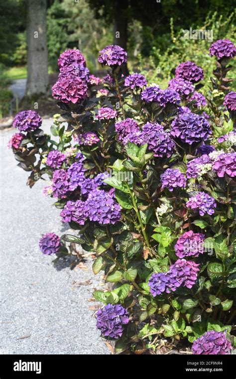 Hydrangea Merveille Sanguine Merveille Sanguine Is A Medium Sized