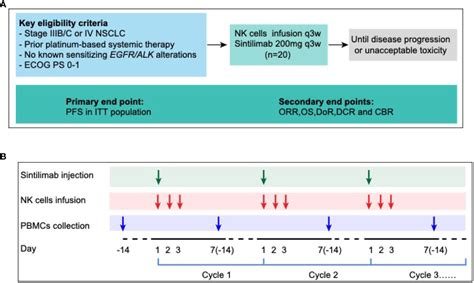 Frontiers Sintilimab Plus Autologous Nk Cells As Second Line