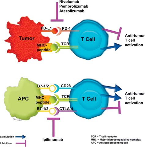 Immune Checkpoint Inhibitor Cancer Therapy Spectrum Of Imaging