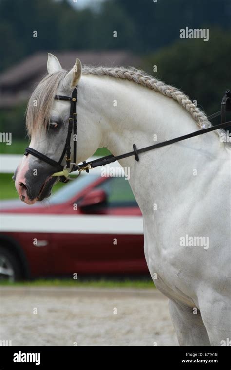 White Arabian Stallion Performing Dressage Stock Photo Alamy