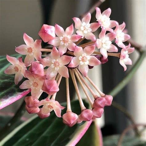 Stunning Hoya Macrophylla Albomarginata