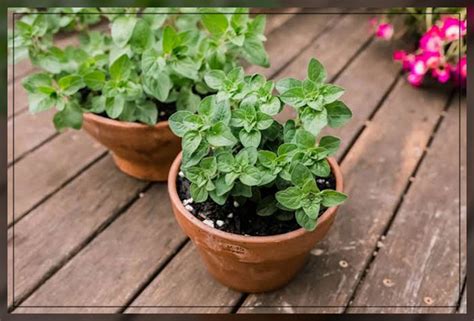 Oregano Leaves Growing Care And Harvesting Aaak