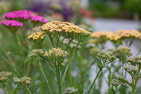 Yarrow Achillea Millefolium Growing Guide Wild Garden Expert