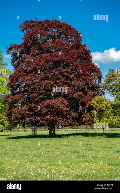 Copper beech tree hi-res stock photography and images - Alamy