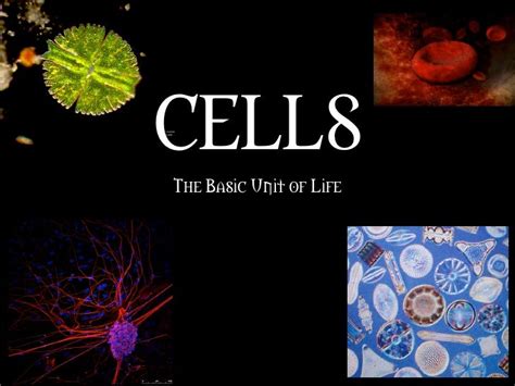 Introduction To Cells Powerpoint