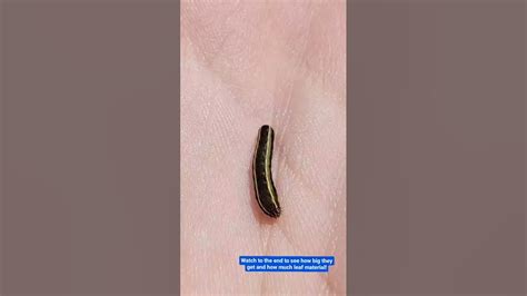 🐛⚠️ Western Yellow Striped Armyworm Active In North America Info In Description Youtube