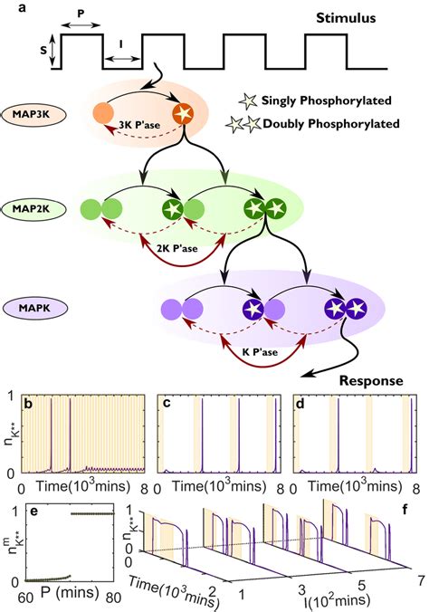 Non Associative Learning In A Mapk Cascade Stimulated By A Pulse Train Download Scientific