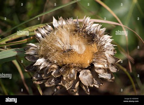 Seed Heads Of Globe Artichoke Cynara Cardunculus Var Scolymus A