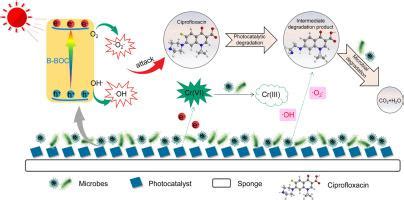 通过微生物 光催化耦合共同去除 Cr VI 和环丙沙星的综合研究机理见解和性能评估 Journal of Environmental