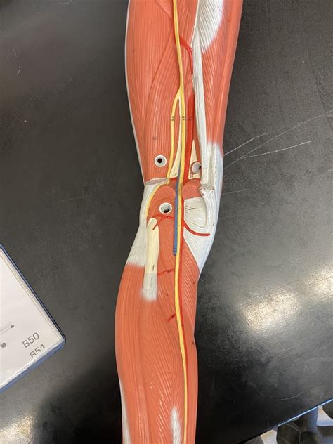 Somso Model Leg Blood Vessels Diagram Quizlet