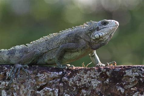 Reptiles of South America | Focusing on Wildlife