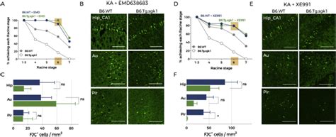 Sgk Activity Dependent Neuroprotection Includes M Current Dependent