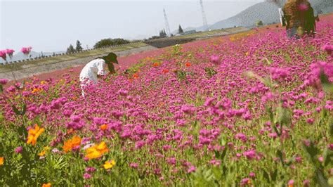 颜值爆表的花海，直戳少女心！惊艳了整座虞城！