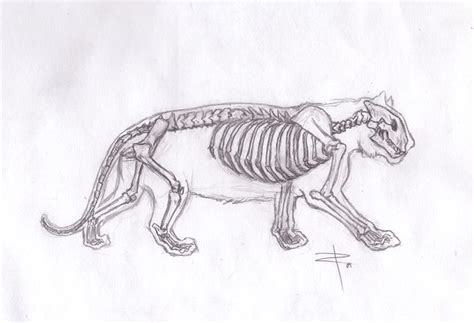 Tiger Anatomy Humanoid Sketch Tiger Art