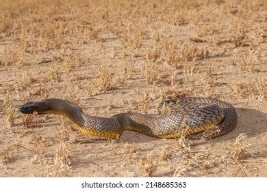 Inland Taipan Oxyuranus Microlepidotus Habitat South Stock Photo ...