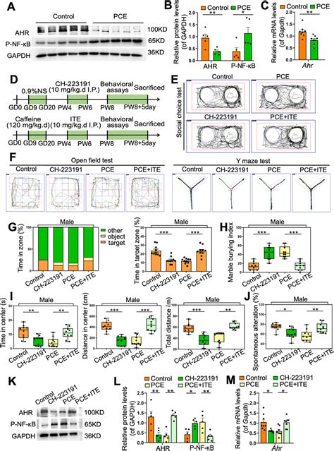 Dysregulated Ahr Nf B Signaling Mediates Asd Susceptibility In