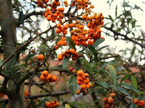 Europ Ischer Feuerdorn Pyracantha Coccinea Garten Wissen