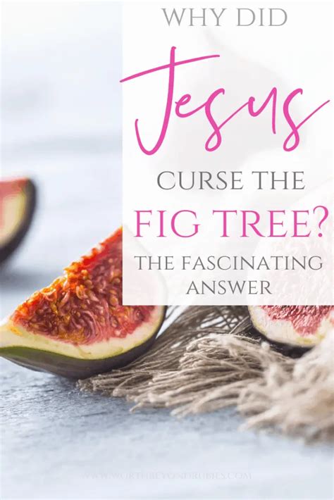 Why Did Jesus Curse The Fig Tree The Fascinating Answer