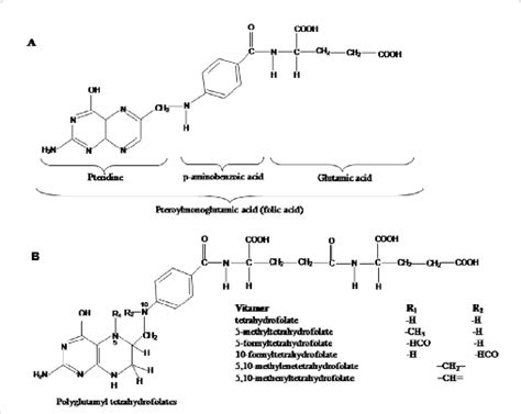 Tetrahydrofolate Structure