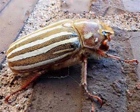 Polyphylla Decemlineata Ten Lined June Beetle 10000 Things Of The