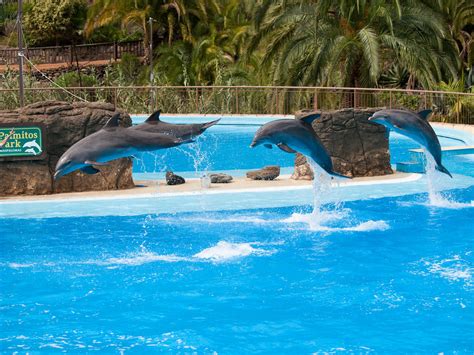 dolphins dolphins performing   show  palmitos park flickr