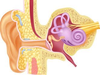 Cartoon of ear human isolated Royalty Free Vector Image