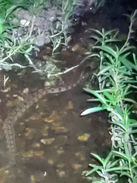 [Central Arkansas] Nerodia sipedon? Definitely had labial bars you can