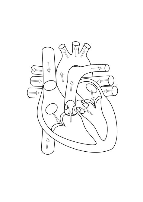 Blank Heart Blood Flow Diagram Understanding The Heart Diagr