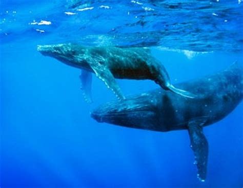 Blue Whale Endangered Blue Whales In Danger Of Extinction