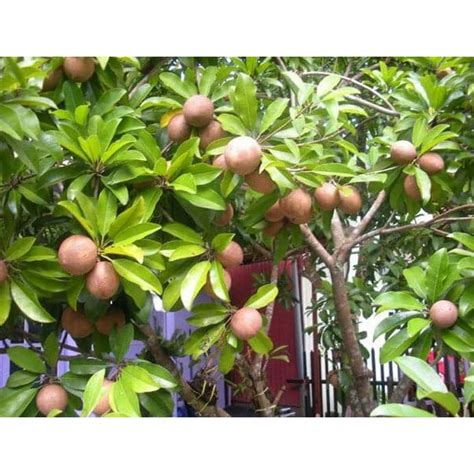 Jual Frtn Bibit Tanaman Pohon Buah Sawo Manila Wisata Agrotani