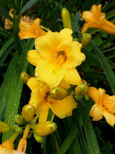 When To Transplant Daylily Green Packs