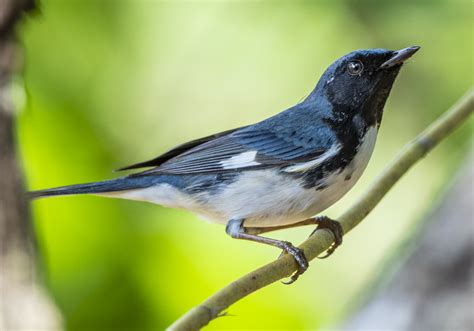 Black-throated Blue Warbler - Owen Deutsch Photography