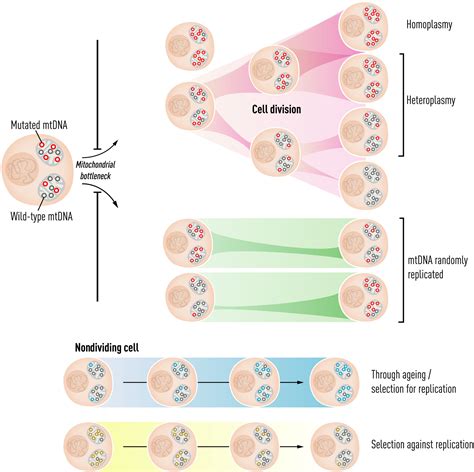 Inheritance Of Mitochondrial Dna In Humans Implications For Rare And