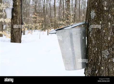 Droplet Of Maple Sap Falling Into A Pail Stock Photo Alamy