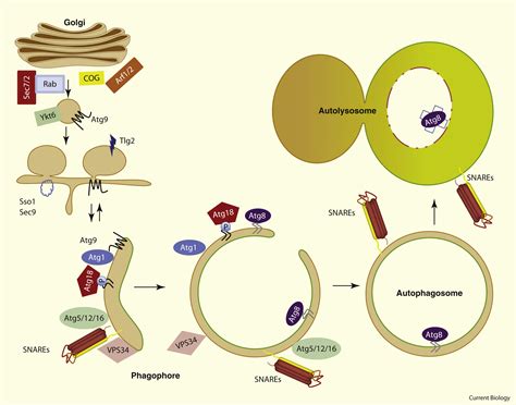 Mechanisms Of Autophagosome Biogenesis Current Biology