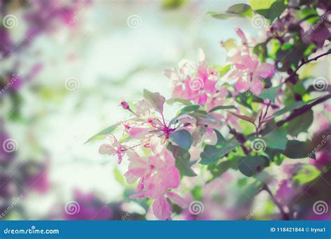 Flores Cor De Rosa Que Florescem Na Mola Foto De Stock Imagem De