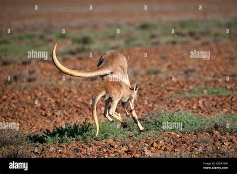 Kangaroos Hopping Kangaroos In Flight Hi Res Stock Photography And