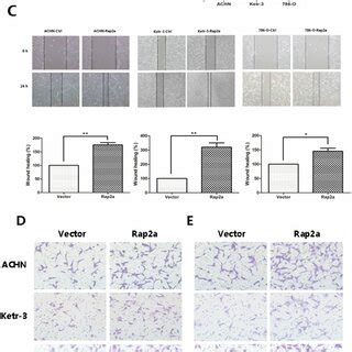 Effects Of Rap A Overexpression On Invasion And Migration In Rcc Cells