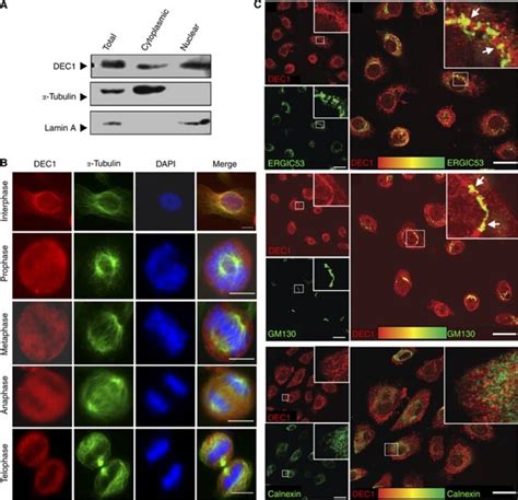 Identifying The Localisation Of Dec A Subcellular Fractionation