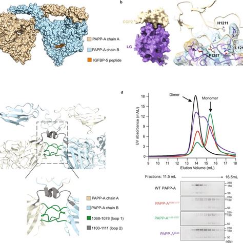 Papp A Dimerization Mechanism A Overall Cryo Em Structure Of Papp Abp