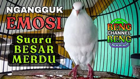 Ngangguk Emosipancingan Burung Puter Putih Mata Merah Lokal Albino