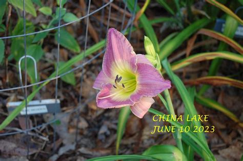 Photo Of The Bloom Of Daylily Hemerocallis China Lake Posted By